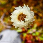 White Himalayan flower in Everest region