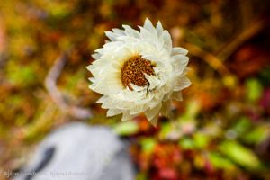 White Himalayan flower in Everest region